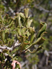 Searsia burchellii