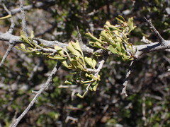 Searsia burchellii