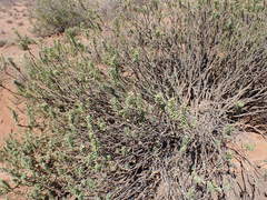 Euryops lateriflorus