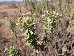 Euryops lateriflorus