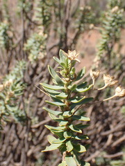 Euryops lateriflorus