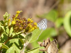 Leptotes cassius