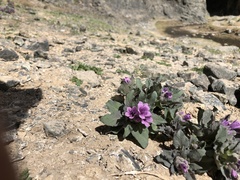 Physochlaina physaloides