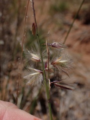 Melica decumbens