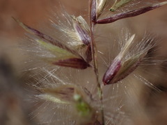 Melica decumbens