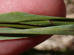 Melica decumbens