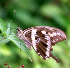 Papilio constantinus constantinus