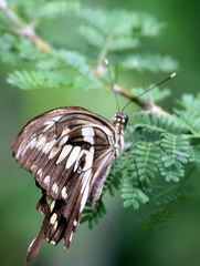 Papilio constantinus constantinus