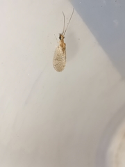 Sympherobius pygmaeus