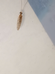 Sympherobius pygmaeus