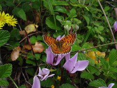 Melitaea collina