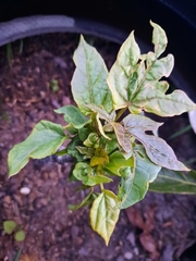 Vasconcellea × pentagona