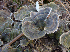 Trametes versicolor