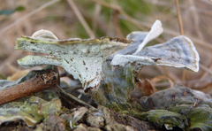 Trametes versicolor