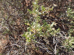 Hertia cluytiifolia