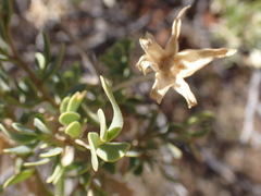 Hertia cluytiifolia