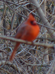 Cardinalis cardinalis