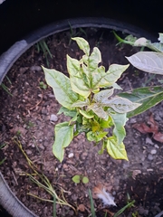 Vasconcellea × pentagona