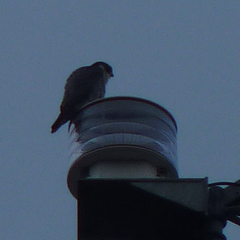 Falco peregrinus