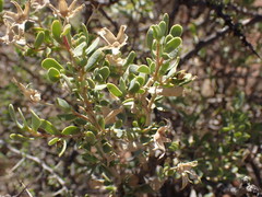 Hertia cluytiifolia