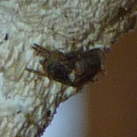 Araneae