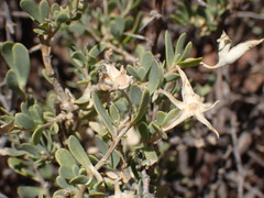 Hertia cluytiifolia