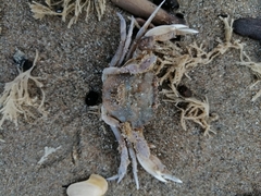 Liocarcinus vernalis