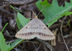 Isturgia arenacearia