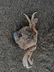 Liocarcinus vernalis