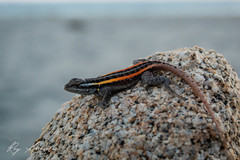 Sceloporus smithi