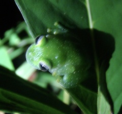 Teratohyla pulverata