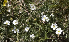 Cerastium arvense strictum