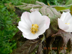 Podophyllum hexandrum