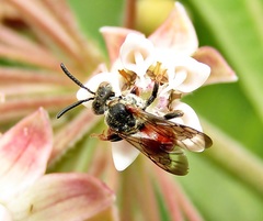 Pasites maculatus