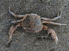 Liocarcinus vernalis