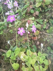 Primula malacoides