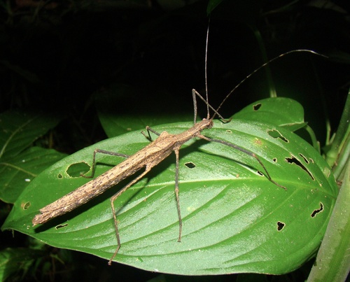 Pseudophasmatidae image