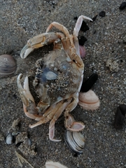 Liocarcinus vernalis
