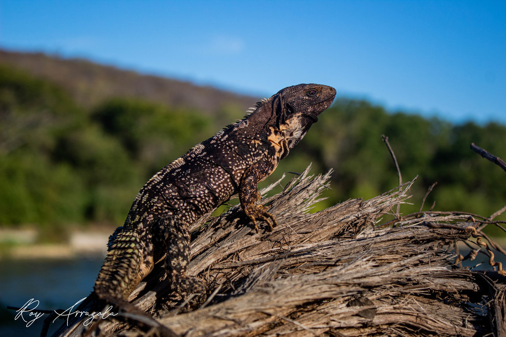 Oaxaca Spiny-Tailed Iguana
