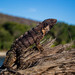 Iguana de Cola Espinosa Oaxaqueña - Photo (c) Rodrigo Arrazola, algunos derechos reservados (CC BY-NC), subido por Rodrigo Arrazola