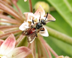 Pasites maculatus