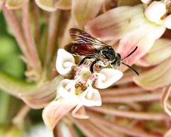 Pasites maculatus