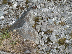 Lycaena boldenarum
