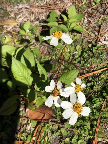 Romerillo (Bidens alba)
