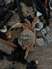 Liocarcinus vernalis