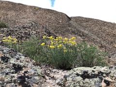Haplophyllum dauricum