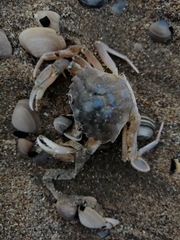 Liocarcinus vernalis