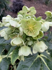 Helleborus