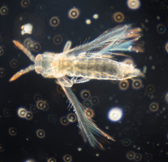 Scirtothrips