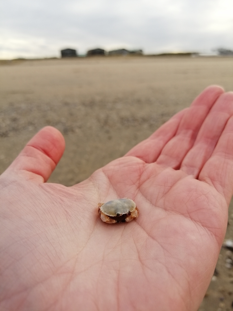 Photo of European edible crab (Cancer pagurus)